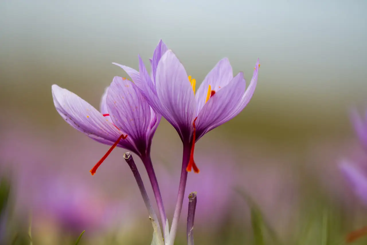 Saffron Myths and Misconceptions