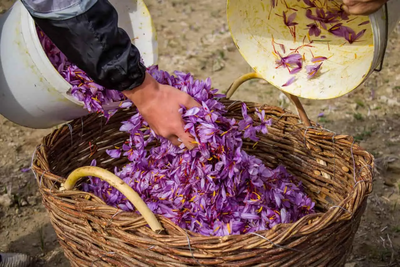 How Saffron is Harvested