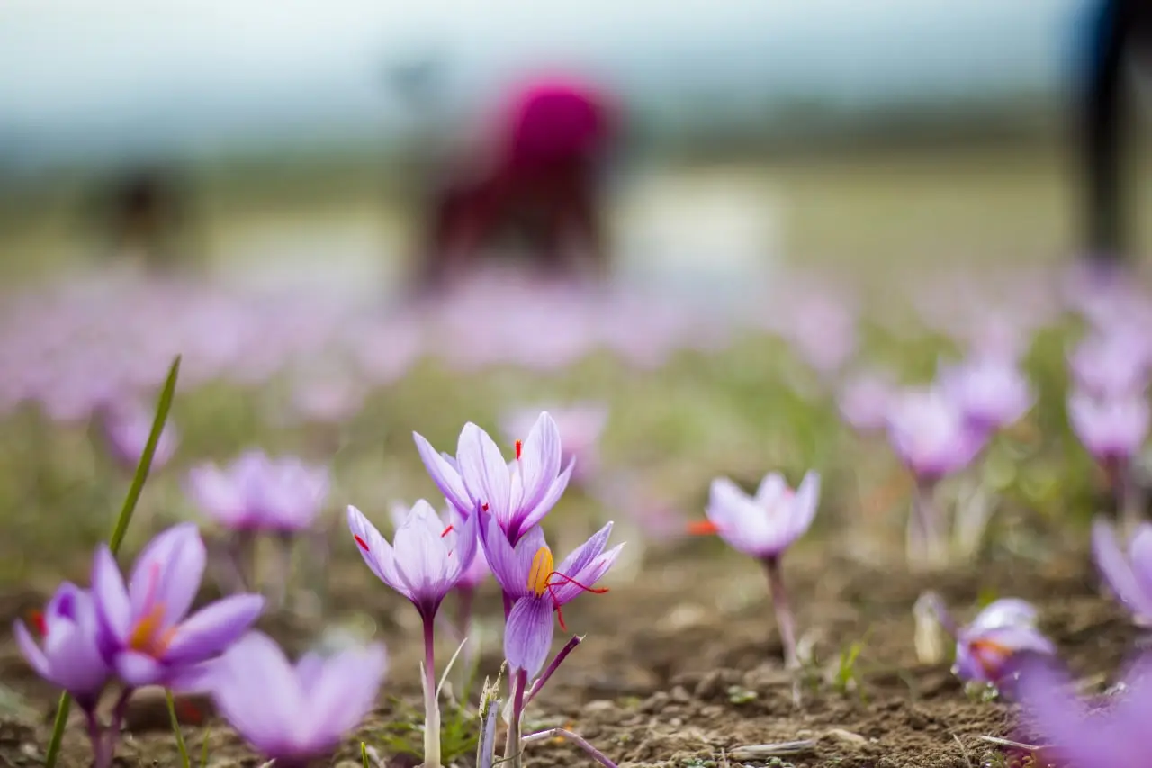 How Saffron is Harvested